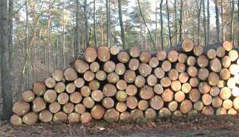 Heimisches Holz, Baumstämme (Klick vergrößert)